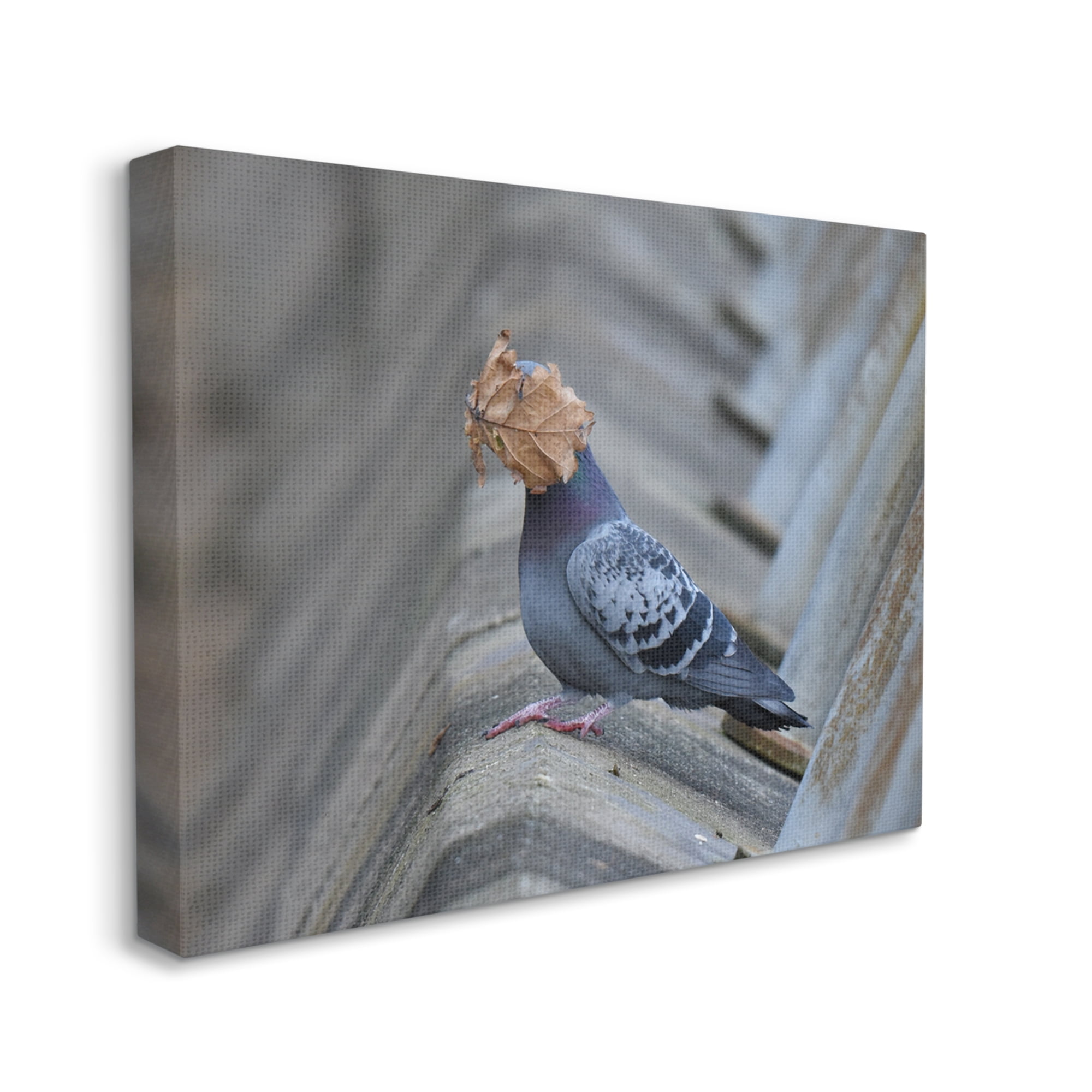 Stupell Industries Funny Leaf in Pigeon's Face Animals & Insects Photography Gallery Wrapped Canvas Art Print Wall Art, 20 x 16