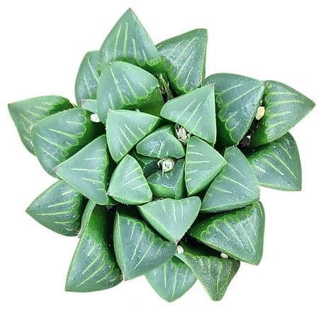 Haworthia Retusa (2"+ Plastic Pot) - Tiny, Lovely, Easy to Care Rosette Succulent for Beginners - Live Healthy Succulent for Home Office