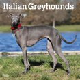 thumbnail image 1 of BrownTrout Italian Greyhounds 2024 12x24 Inch Square Wall Calendar, 9781975470708, 1 of 8