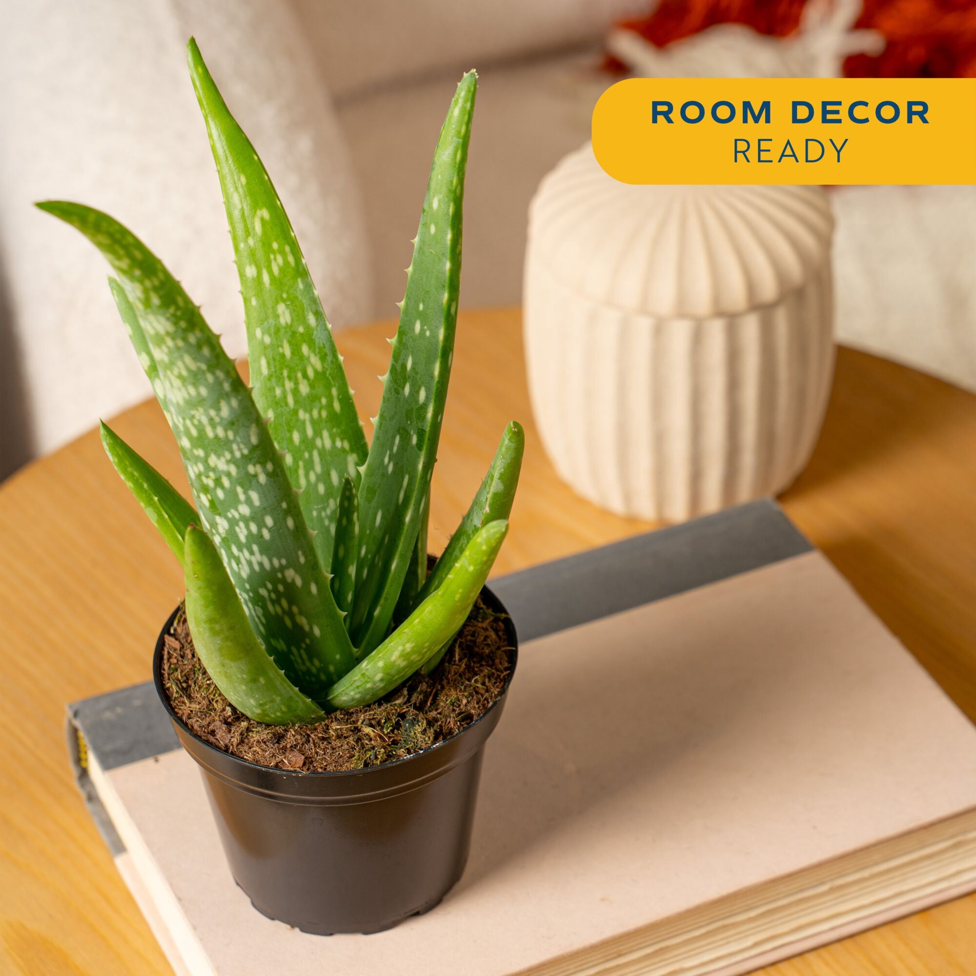 aloe vera getränk mit stückchen ALEO Aloe Vera Premium 0,5L – ALEO Aloe-Vera-Getränke