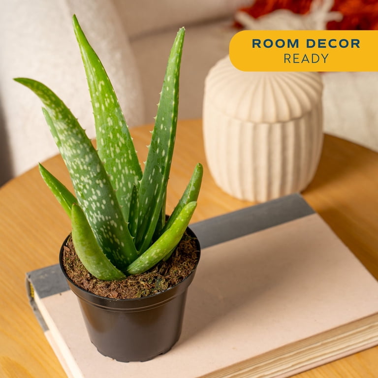 agave lophantha splendida Agave Lophantha 'Splendida' – DesertScapeSucculent