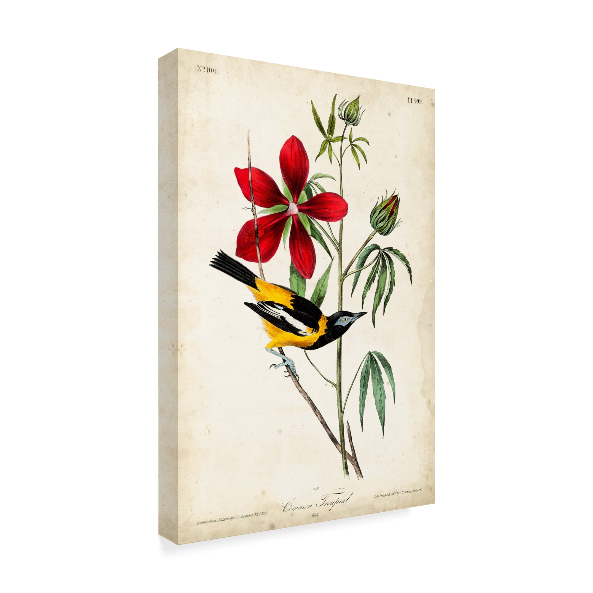 Audubon Birds : 版画 / 野鳥 / Botanical Art f057a914-6bcf-40b4-beb1-