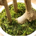 thumbnail image 6 of 7 Feet (84'') Artificial Olive Tree Fluffy Plants Indoor for Home Corner, Faux Olive Tree for Modern Home Office Living Room Floor Decor Indoor, 6 of 6