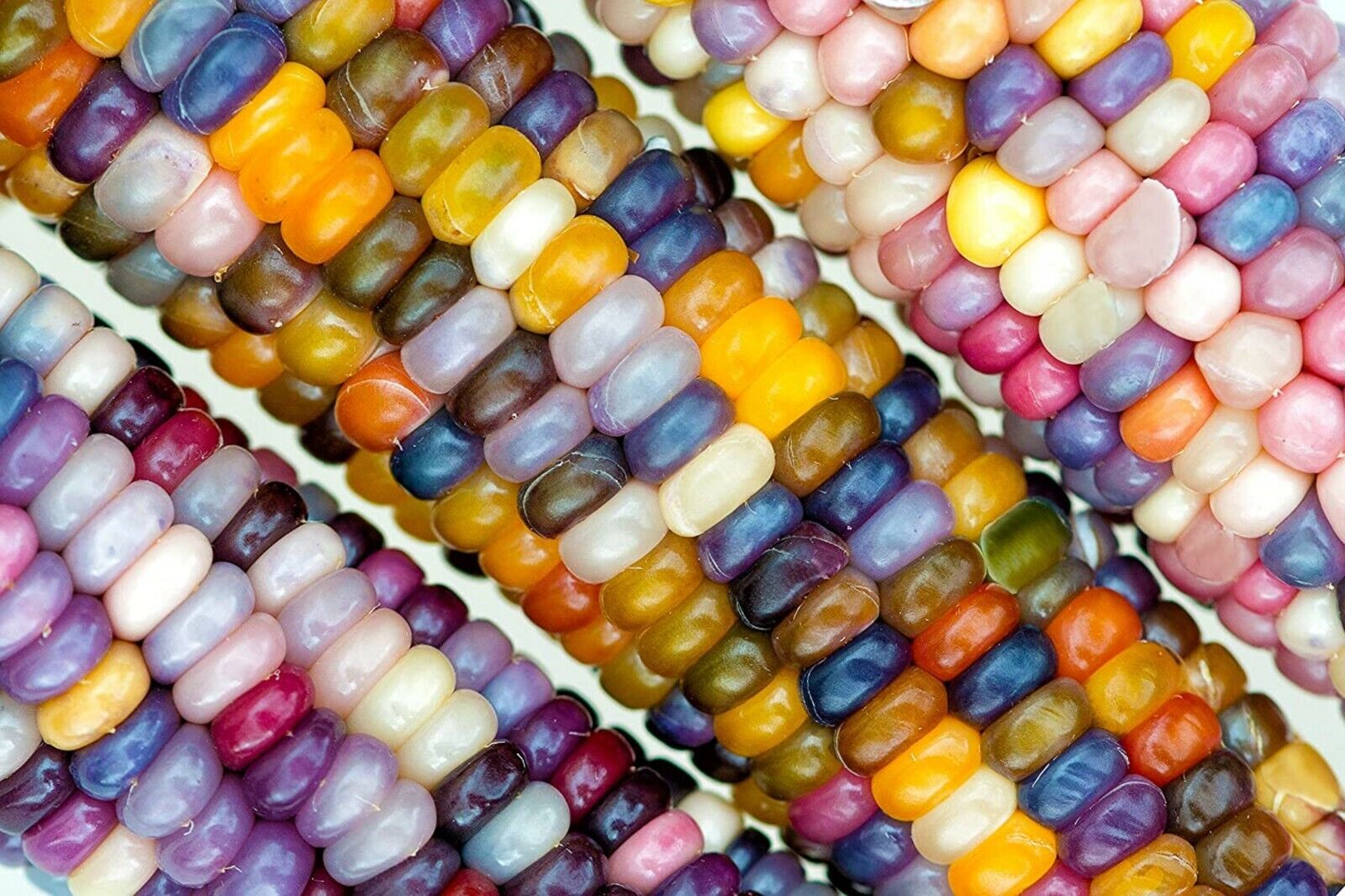 100 Glass Gem Indian Corn Seeds for Planting