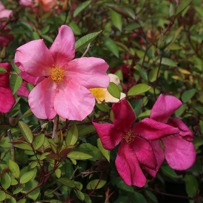 Heirloom Roses Own Root Rose Bush - Mutabilis China Rose Plant - Continous  Blooming Flowers