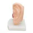 thumbnail image 3 of Modèle Anatomique de l'Oreille, Haute Simulation Modèle Anatomique de l'Oreille Humaine PVC Souple Position Claire pour l'Affichage, 3 of 8
