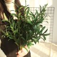 thumbnail image 3 of Display Mold Artificial Flower Non-Fading Decorative Faux Silk Flower Simulation Green Plant Olive Branch for Decorating Green, 3 of 7