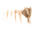 thumbnail image 4 of Koyal Wholesale Bulk 80 pcs 18" Natural Dried Pampas Grass Bouquet Fluffy Bunny Tails Reed Grass Dried Flowers, 4-Pack, 4 of 5