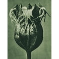 thumbnail image 3 of Blossfeldt, Karl 11x14 Black Modern Framed Museum Art Print Titled - Tellima randiflora (Fringe Cups), 3 of 5