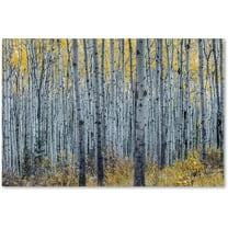 Trademark Fine Art 'Forest of Aspen Trees' Canvas Art by Pierre Leclerc