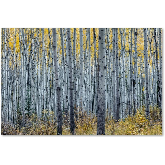 Trademark Fine Art 'Forest of Aspen Trees' Canvas Art by Pierre Leclerc
