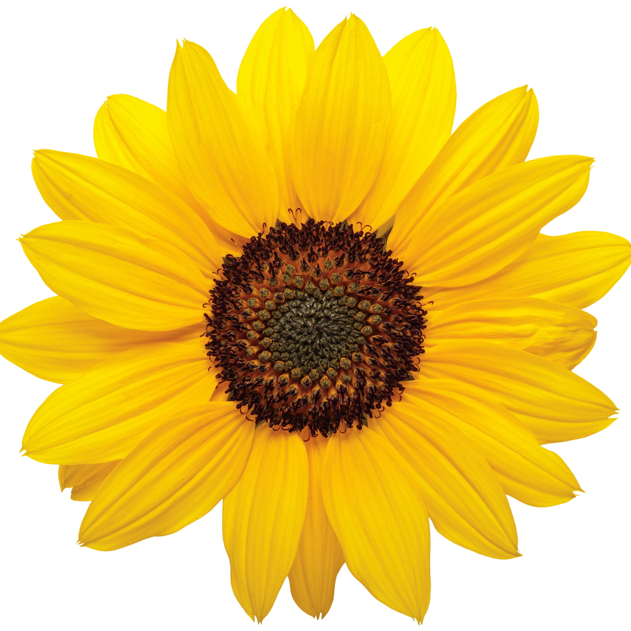 Proven Winners 8" Suncredible Yellow Sunflower Live Plant in 6.5" Pot