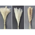 thumbnail image 4 of 75 piezas: 20 piezas de pampa blanca y 20 piezas de pampa marrón y 35 piezas de caña/hierba de pampa seca natural para arreglos florales., 4 of 4