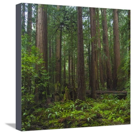 Old Growth Coast Redwood, Muir Woods National Monument, San Francisco Bay Area Stretched Canvas Print Wall Art By Anna