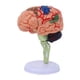 thumbnail image 5 of Modelo de cerebro humano, anatomía, educación, exhibición, herramienta educativa 4D desmontada, 5 of 9