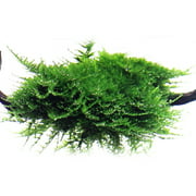 Java Moss Taxiphyllum Barbieri Portion Live Aquarium Plants BUY2 GET1 FREE