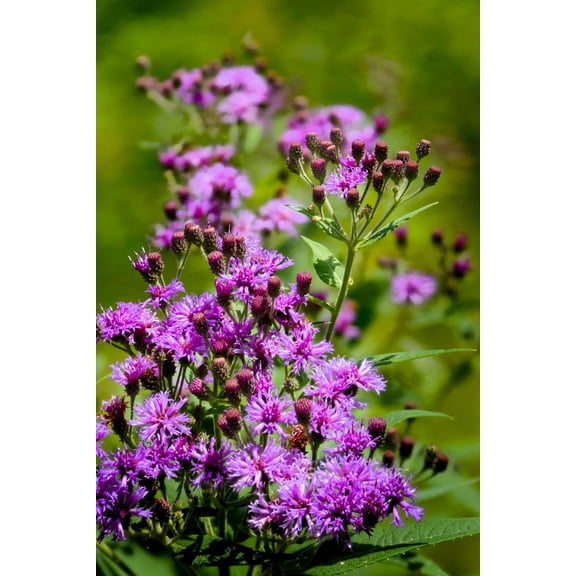 Seedville 250 Common Ironweed/ Vernonia Fasciculata Flower Seed