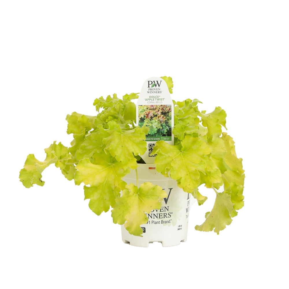 4.5 in. Qt. Dolce Apple Twist Coral Bells (Heuchera) Live Plant, White Flowers and Yellow to Green Foliage