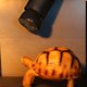 thumbnail image 3 of Lámpara de calor para reptiles con emisor de calor cerámico, lámpara de calefacción para mascotas, 220-240 V, bombilla de calor con emisor de cerámica infrarrojo, criadora de pollos para mascotas, 3 of 6