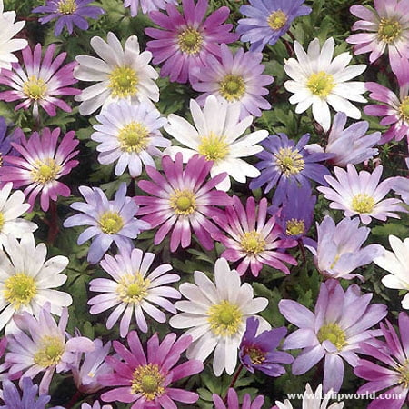 Mixed Anemone Blanda Mixed Anemone Blanda