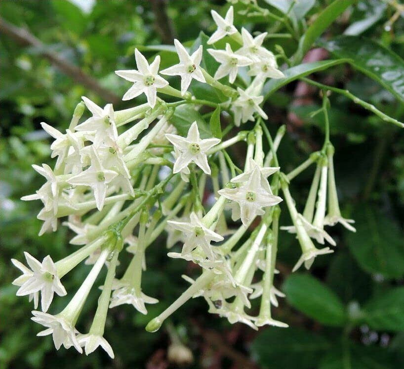 Night Blooming Jasmine I 3 Live Plants I Cestrum Nocturnum  Fragrant White Flowers for Evening Garden Bliss, Perfect for Container Gardening, Easy to Grow