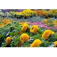 thumbnail image 4 of Teddy Bear Dwarf SunGold Sunflower Seeds - 50+ Non-GMO Heirloom Seeds, (Isla's Garden Seeds), Easy to Grow for Compact Gardens, Ideal for Pollinators & Bright Borders, 4 of 7