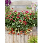 Proven Winners 1.5G Strawberry HB Berried Treasure Red