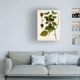 thumbnail image 3 of Unknown 'Antique Greenery I' Canvas Art, 3 of 3