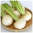 thumbnail image 4 of Everwilde Farms - 500 White Egg Turnip Seeds - Gold Vault Jumbo Bulk Seed Packet, 4 of 5