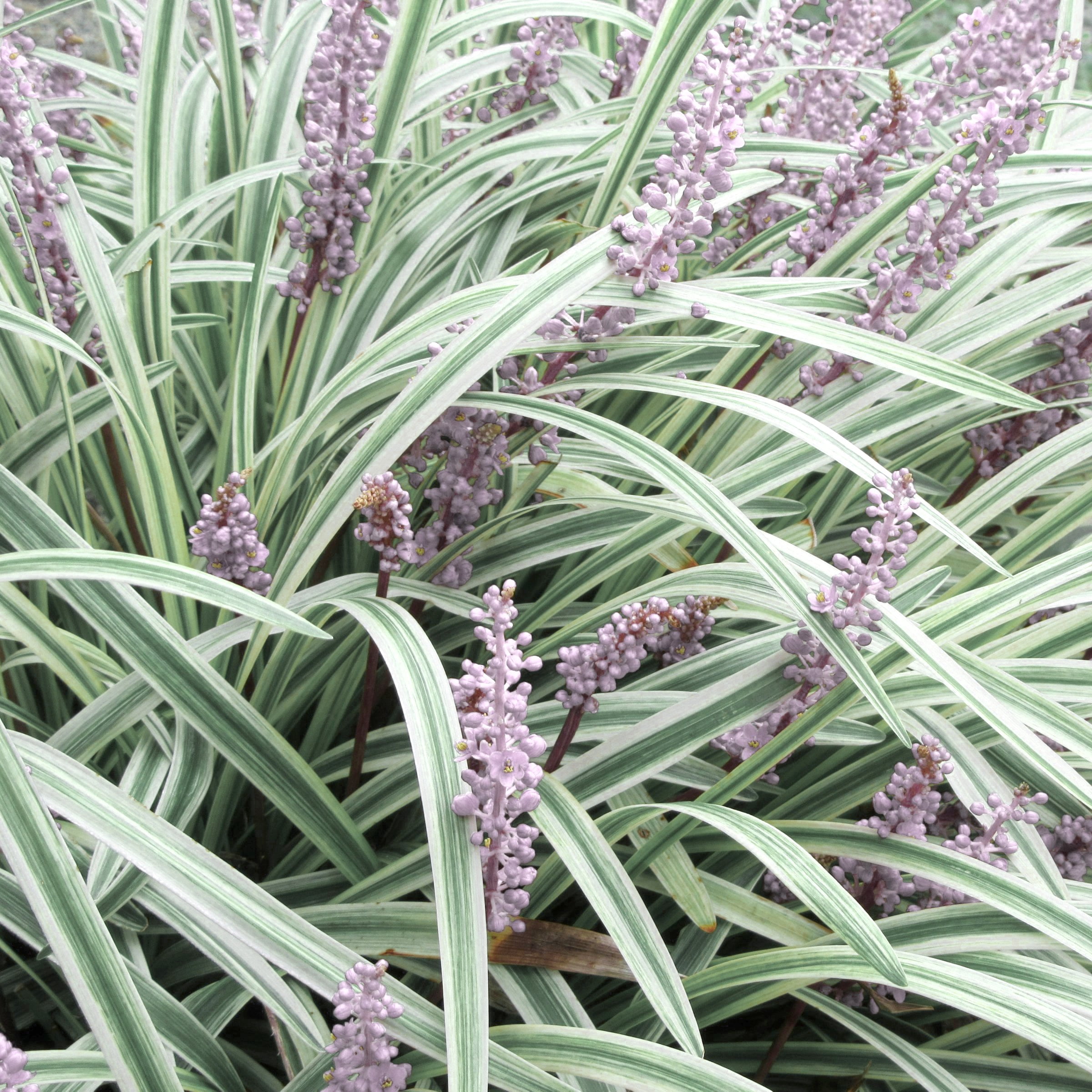 National Plant Network 4 in. Liriope Silver Dragon (32-Pack)