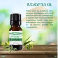 thumbnail image 4 of Eucalyptus Essential Oil 10 mL (1/3 Oz) Pack of 3 for Aromatherapy - Premium Grade - Made with 100% Pure Therapeutic Grade Essential Oils by Sponix Set of 3, 4 of 10