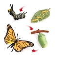 thumbnail image 3 of Vogacara Juego de figuras de crecimiento de insectos, insecto de plástico, huevo, gusano, capullo, modelo colectivo, figuritas, ciencia natural, escuela, Juguetes Educativos Vogacara FN010051-00, 3 of 6