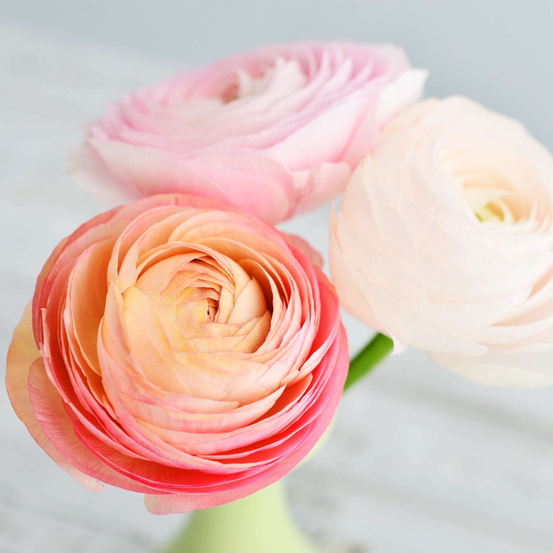 Great for Cutting Show-Stopping Flowers 10 x Ranunculus Peony Blend for a Beautiful Garden