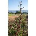 thumbnail image 3 of Plant Good Seed Organic Hibiscus Roselle Seeds  for Planting: 30 Seed Packet, Edible Leaves, Dark Red Calyxes, 3 of 9