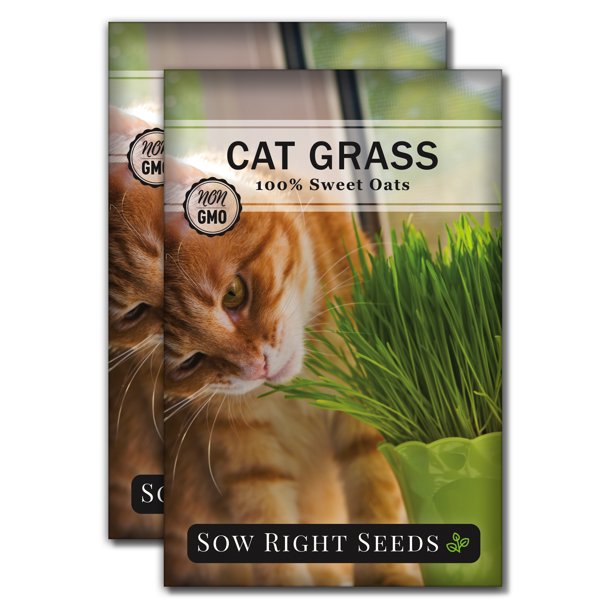 Cat Grass Seeds for Planting Non GMO Heirloom Varieties for your