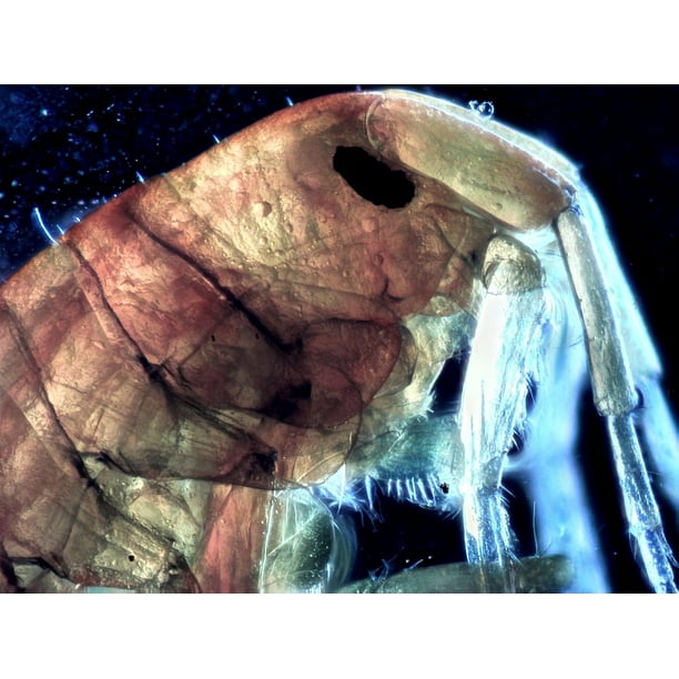 PhotoMicroscopy Closeup Microscopy Pond Scum12 Inch By 18 Inch