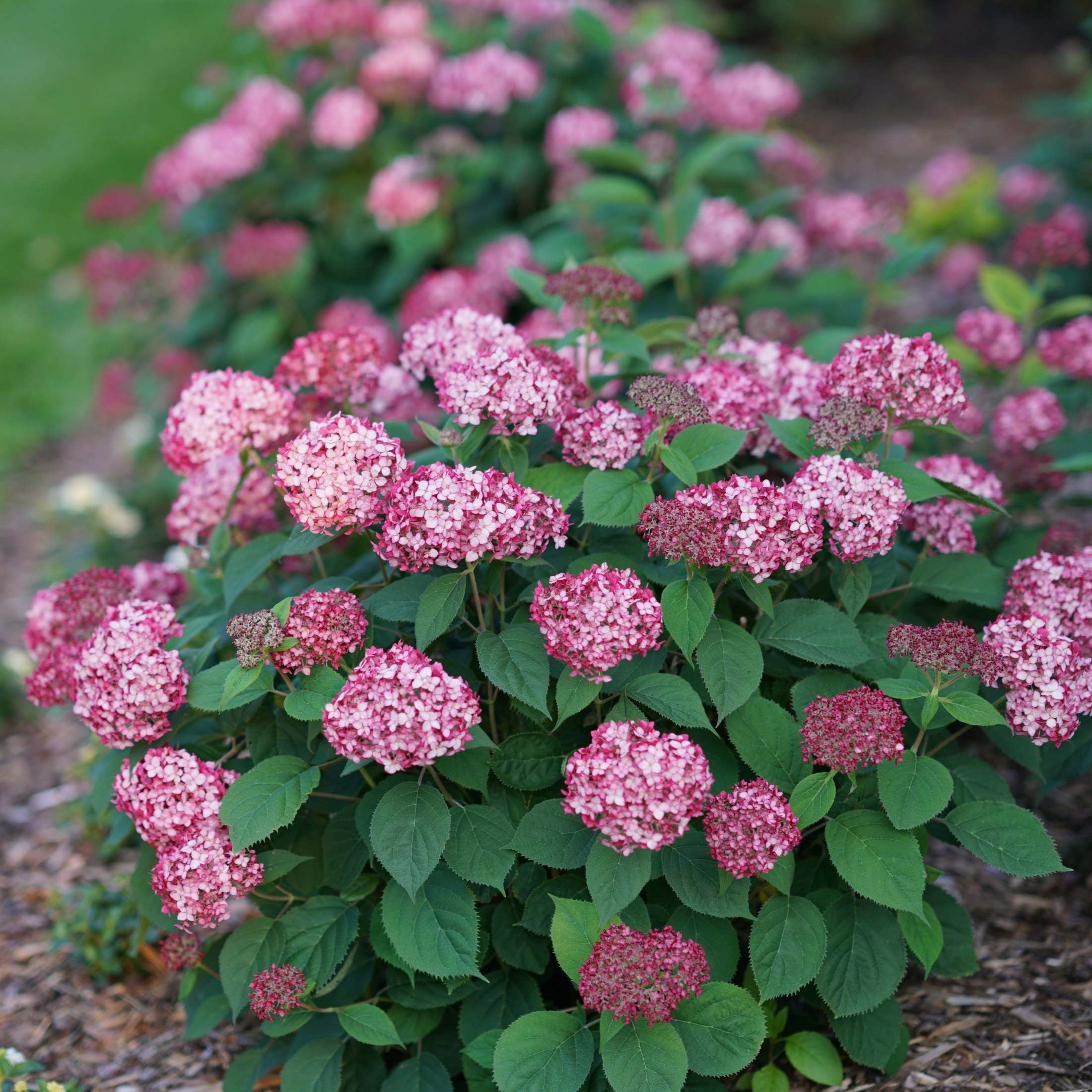 Proven Winners ColorChoice 6" Red Invincibelle Ruby Smooth Hydrangea Live Plant in 7.5" Pot