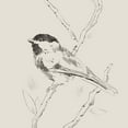 thumbnail image 2 of Green, Jacob 26x26 White Modern Wood Framed Museum Art Print Titled - Black Capped Chickadee II, 2 of 4