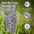thumbnail image 4 of Created By Nature Blue Lupine Seeds, 750 Perennial Wildflower Seeds, 4 of 6