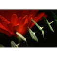 thumbnail image 2 of Stalus, Judy 14x11 Black Modern Framed Museum Art Print Titled - Red Daisy, 2 of 4
