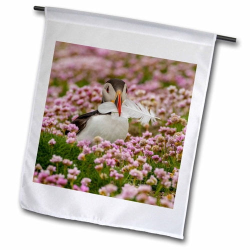 3dRose,  Scotland, Shetland Islands. Atlantic puffin with feather in beak., 12 x 18 inch Garden Flag