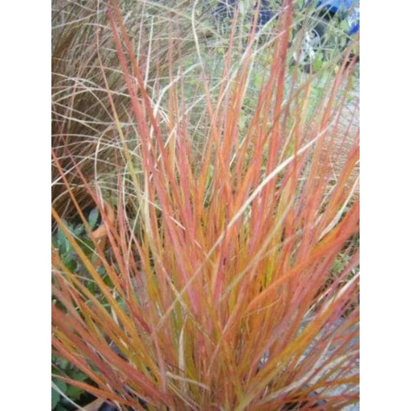 50 PHEASANT TAILS GRASS Feather Reed New Zealand Wind Stipa Arundinacea syn Anemanthele Lessoniana Ornamental Grass Seeds