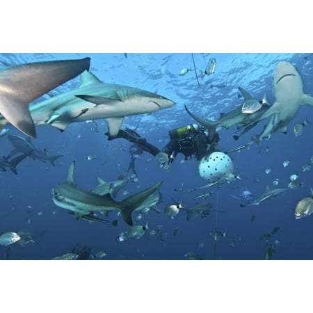Several oceanic blacktip sharks waiting for food from a diver near a bait ball filled with sardines Aliwal Shoal Umkomaas KwaZulu-Natal South Africa Poster