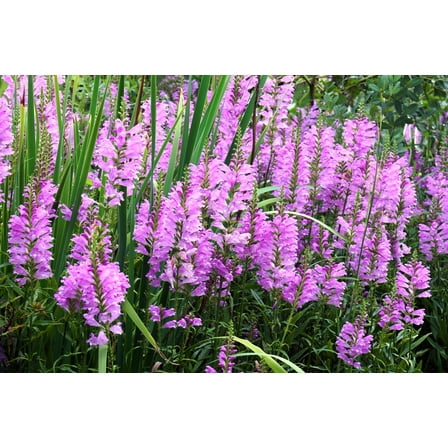 50 PINK Showy OBEDIENT PLANT (False Dragon Head) Physostegia Virginiana Flower Seeds