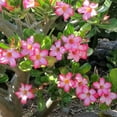 thumbnail image 5 of 1 Live Desert Rose, Pink Flowering Succulent Tree, Perennial Outdoor Plant, 5 of 7
