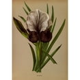 thumbnail image 2 of Arentine H. Arendsen 14x18 Black Ornate Wood Framed Double Matted Museum Art Print Titled - Iris Susiana (1872-1881), 2 of 5