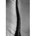 thumbnail image 2 of Abrantes, Paulo 17x24 White Modern Wood Framed Museum Art Print Titled - Scorpio Rising, 2 of 4