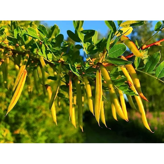 Siberian Peashrub Seeds for Planting (30 Seeds) Attractive Bush That Blooms Flowers and Pea Pods - Caragana arborescens