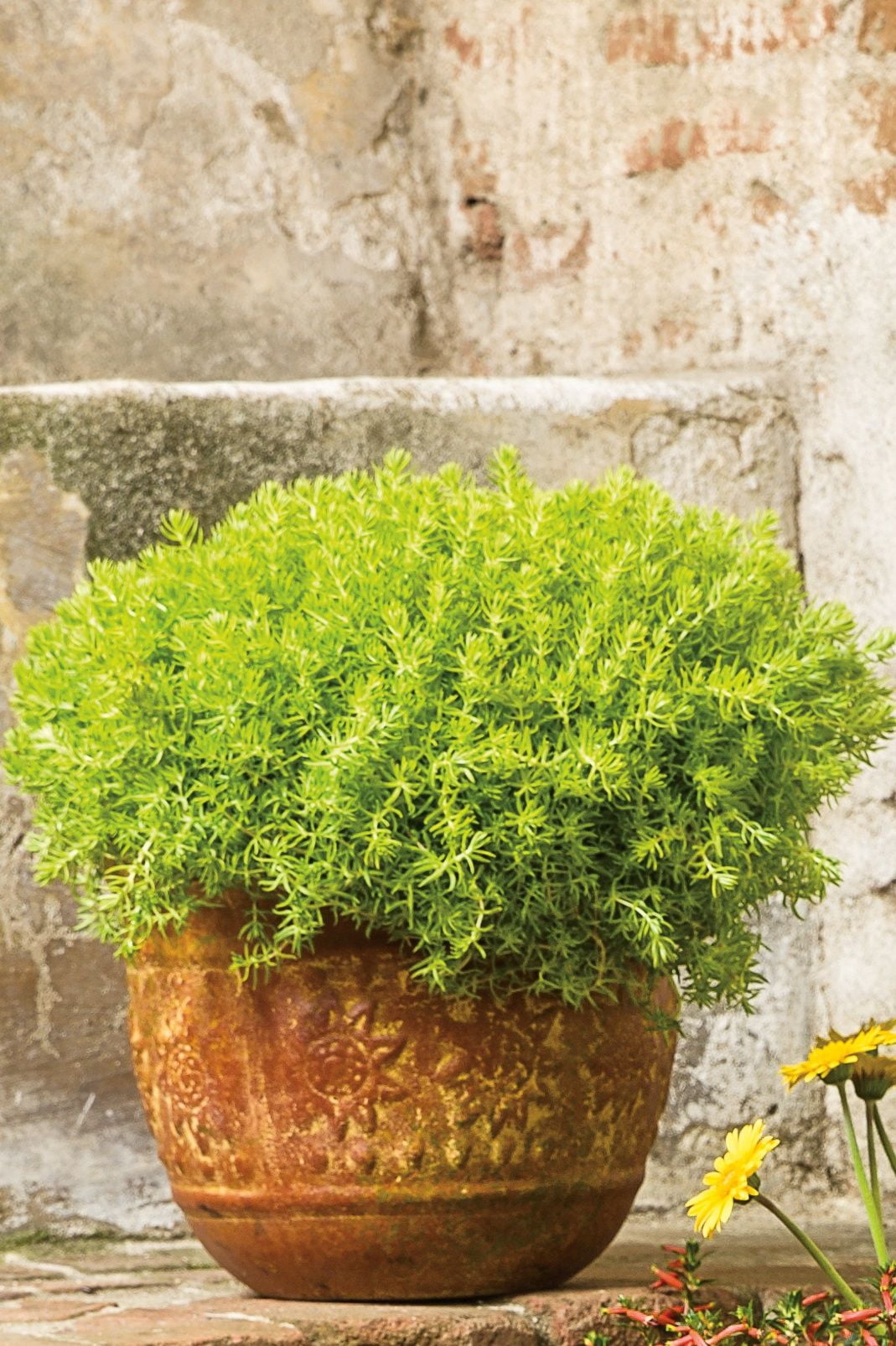 Proven Winners 1.56PT Sedum Lemon Coral Variety Lime Live Plant