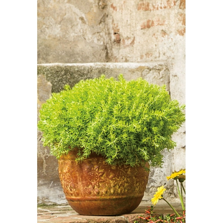 Proven Winners 1.56PT Sedum Lemon Coral Variety Lime Live Plant